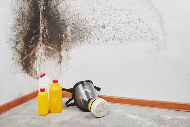 Best Attic Mold Remediation in Cavalero, WA