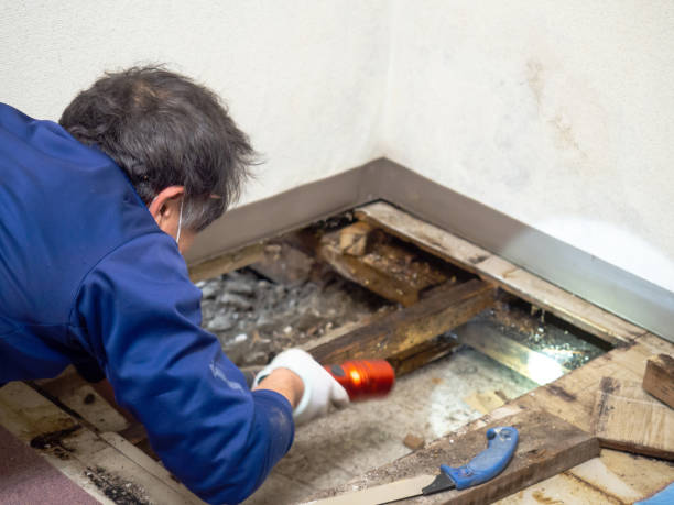 DIY Mold Remediation Support Services