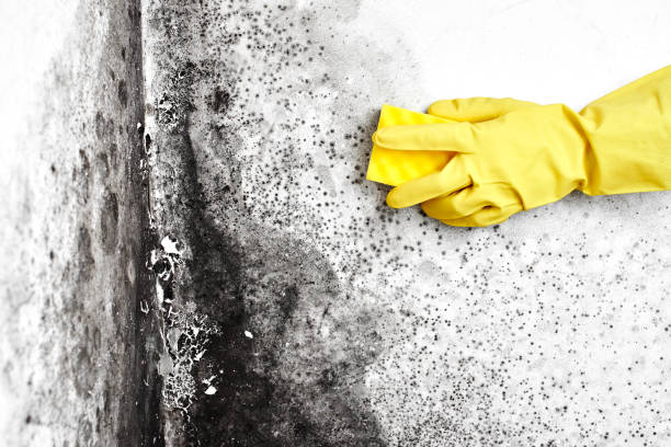 Best Industrial Mold Remediation in Cavalero, WA