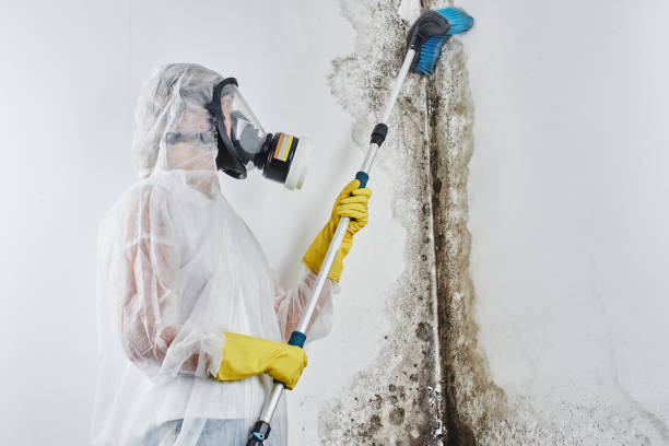 Best Mold Remediation for Schools in Cavalero, WA