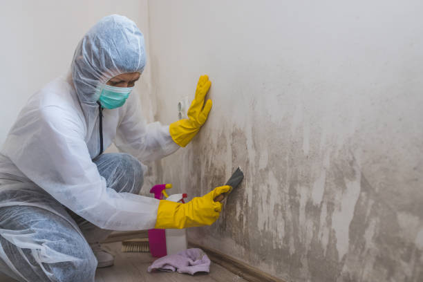 Best Emergency Mold Remediation in Cavalero, WA