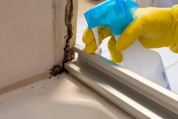 Best DIY Mold Remediation Support Services in Cavalero, WA