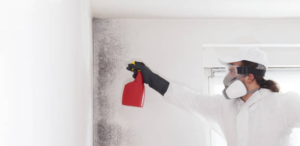 Best Residential Mold Remediation in Cavalero, WA