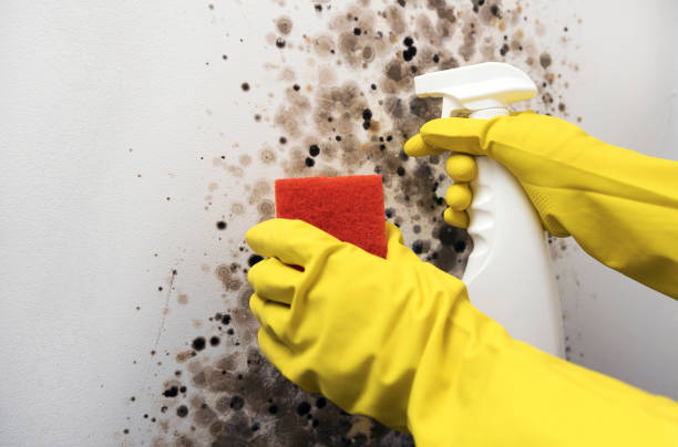 Best Black Mold Remediation in Cavalero, WA